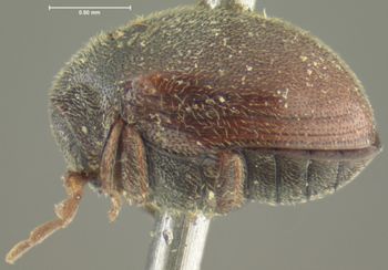 Media type: image;   Entomology 3652 Aspect: habitus lateral view
